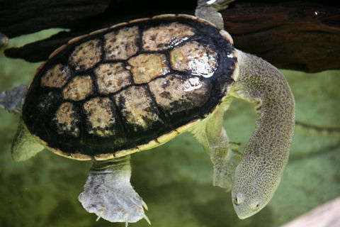 Discover Deadly - Attractions Perth 1