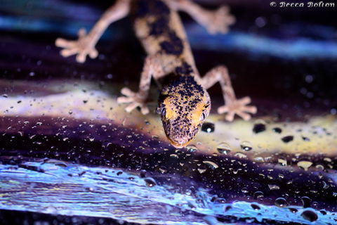 Discover Deadly - Attractions Perth 2