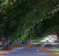 Fig Tree Avenue - Attractions Perth