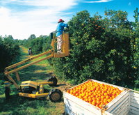 Gayndah's Big Orange