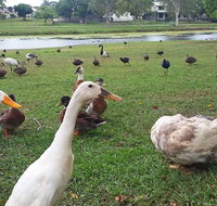 Gooseponds North Mackay - Attractions Perth