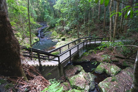 Kondalilla Falls Circuit, Kondalilla National Park - Attractions Perth 2