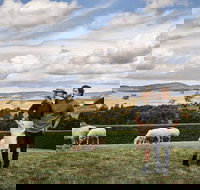 Merino and Co - Attractions Perth