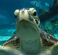 Reef HQ Aquarium - Attractions Perth
