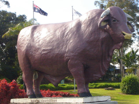 Rockhampton Bull Statues - Attractions Perth 1