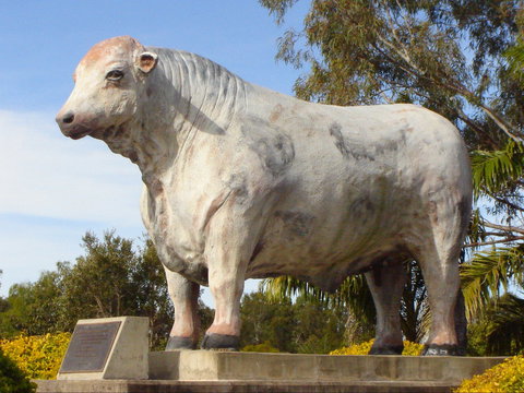 Rockhampton Bull Statues - Attractions Perth 2