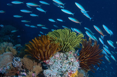 Southern Small Detached Reef Dive Site - Attractions Perth 0