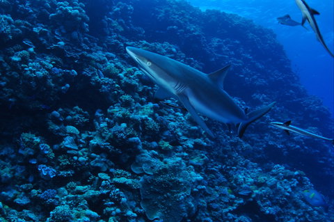 Southern Small Detached Reef Dive Site - Attractions Perth 2