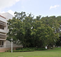 State Square Banyan Tree - Attractions Perth