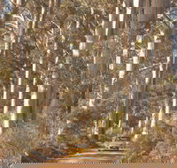 The Great Forest Trees Drive - Attractions Perth