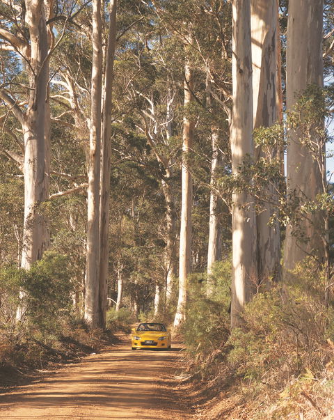The Great Forest Trees Drive - Attractions Perth 0