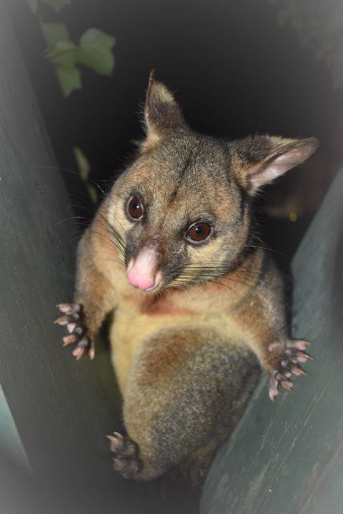 Umpherston Possum Tours - Attractions Perth 1