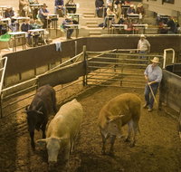 Wagga Wagga Livestock Marketing Centre - Attractions Perth