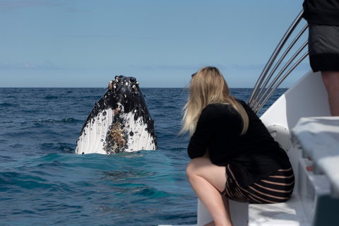 Whale Watching - Attractions Perth 1