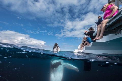 Whale Watching - Attractions Perth 2