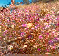 Wineries and Wildflowers - Attractions Perth