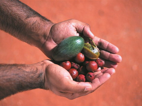 Alice Springs And Surrounds - Attractions Perth 1