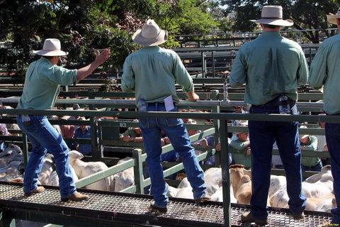 Blackall Saleyards - Attractions Perth 2