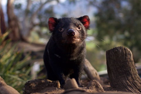 Bonorong Wildlife Sanctuary - Attractions Perth 0