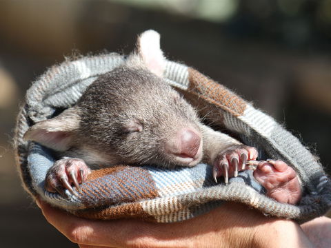 Bonorong Wildlife Sanctuary - Attractions Perth 2