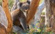 Cleland Wildlife Park - thumb 0