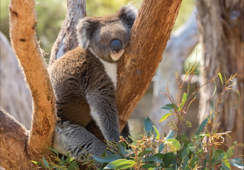 Cleland Wildlife Park - Attractions Perth 0