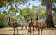 Cleland Wildlife Park - thumb 2