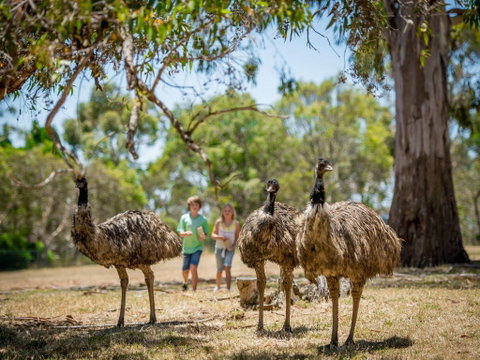 Cleland Wildlife Park - Attractions Perth 2