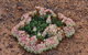 Coorow Wreath Flowers - thumb 0