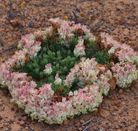 Coorow Wreath Flowers - Attractions Perth