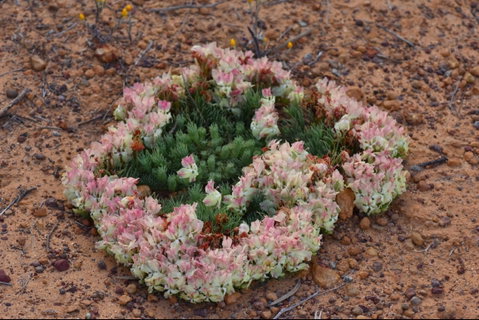 Coorow Wreath Flowers - Attractions Perth 0
