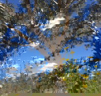 Euroa Arboretum - Attractions Perth