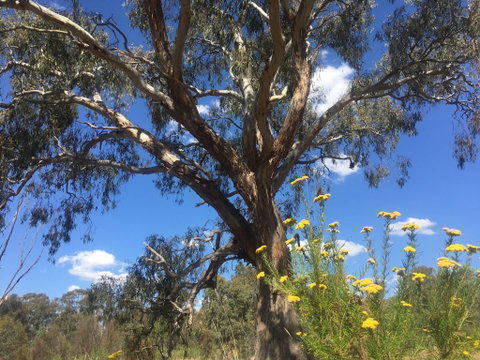 Euroa Arboretum - Attractions Perth 0