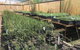 Euroa Arboretum - thumb 1
