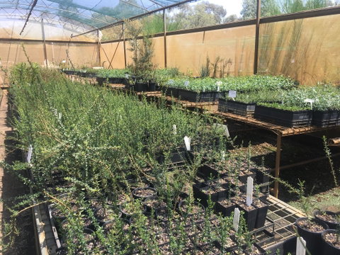 Euroa Arboretum - Attractions Perth 1