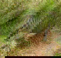 Grass Tree Circuit - Attractions Perth