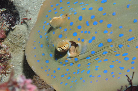 Jorgey's Patch Dive Site - Attractions Perth 0