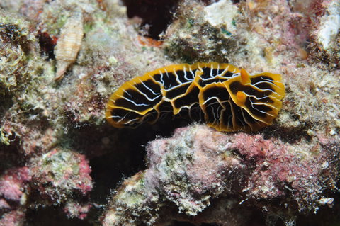 Jorgey's Patch Dive Site - Attractions Perth 1