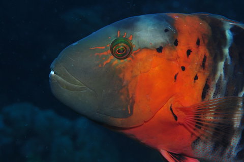 Jorgey's Patch Dive Site - Attractions Perth 2