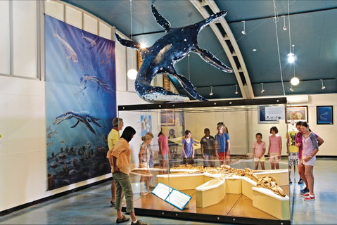 Kronosaurus Korner - Attractions Perth 2