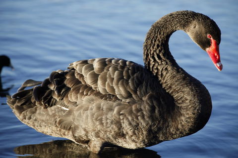 Lake Monger - Attractions Perth 0