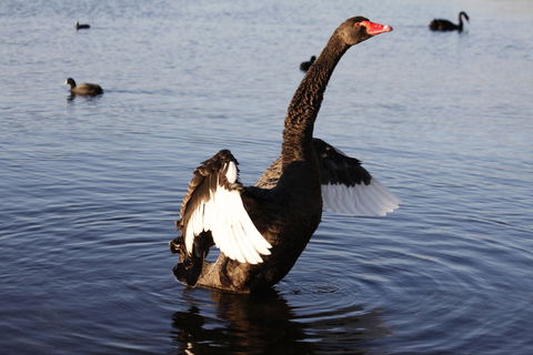 Lake Monger - Attractions Perth 1