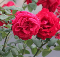Lismore Community Gardens - Attractions Perth