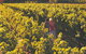 Margaret River Certified Organic And Biodynamic Wine Trail - thumb 2