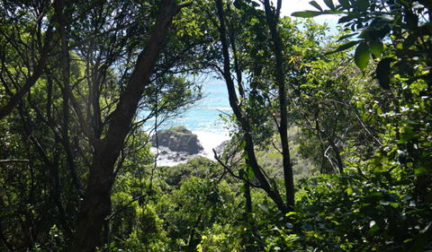Rainforest Walking Track, Hat Head National Park - Attractions Perth 0