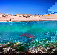 Snorkel the Ningaloo Reef - Attractions Perth