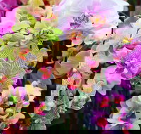 Tinonee Orchid Nursery - Attractions Perth