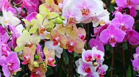 Tinonee Orchid Nursery - Attractions Perth 0