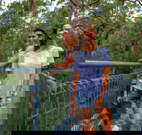 Valley of the Giants Tree Top Walk - Attractions Perth