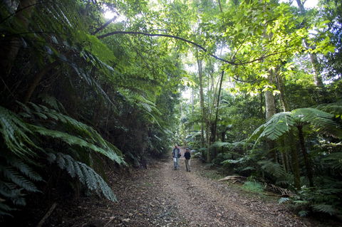 Booloumba Falls Walk, Conondale National Park - Attractions Perth 2
